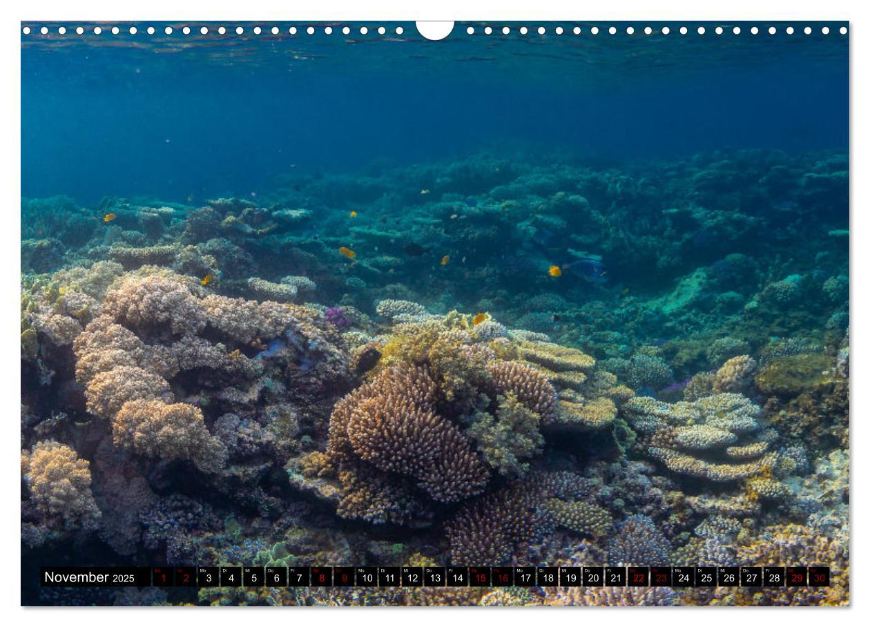 Bild: 9783435096312 | Naturwunder im Roten Meer (Wandkalender 2025 DIN A3 quer), CALVENDO...