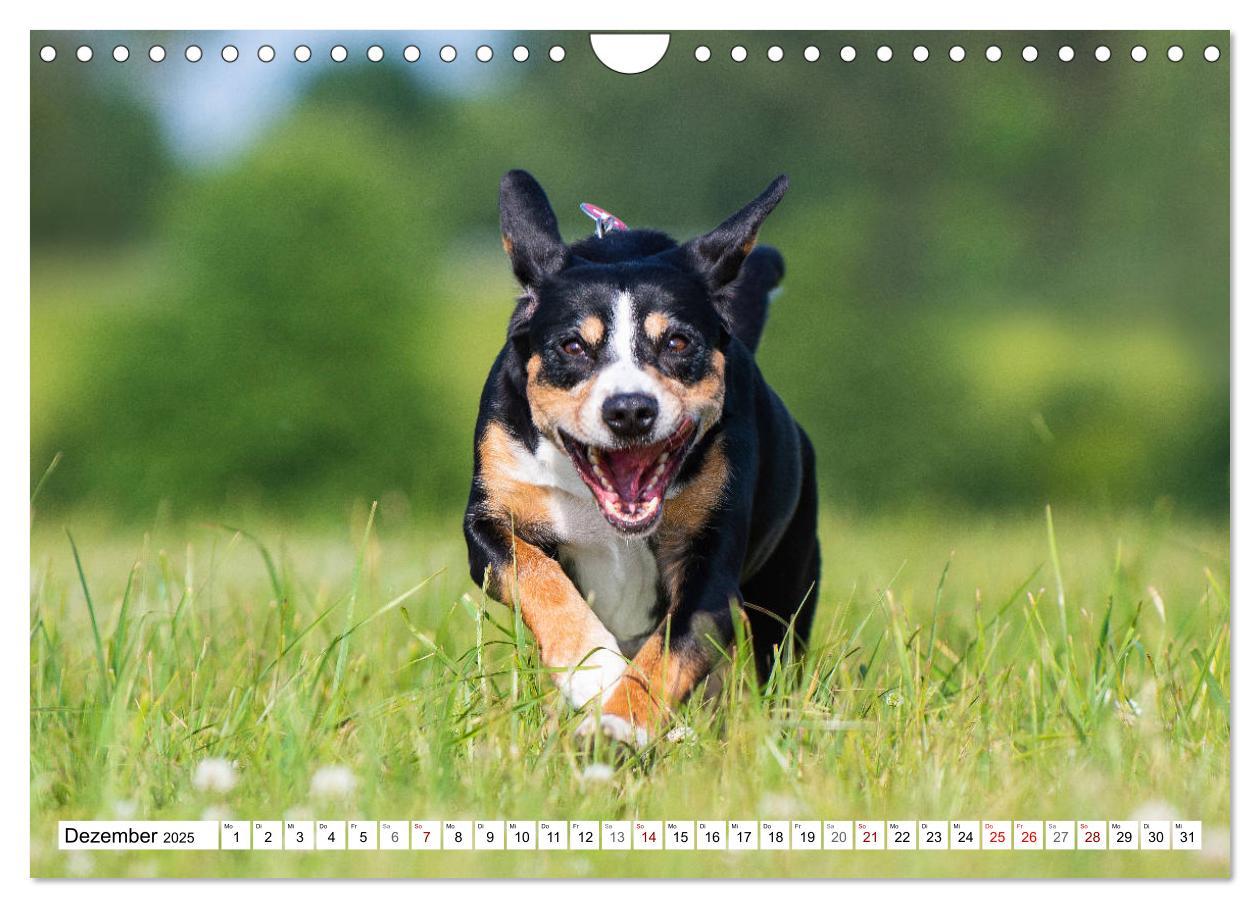 Bild: 9783435313518 | Mein bester Freund - Entlebucher Sennenhund (Wandkalender 2025 DIN...