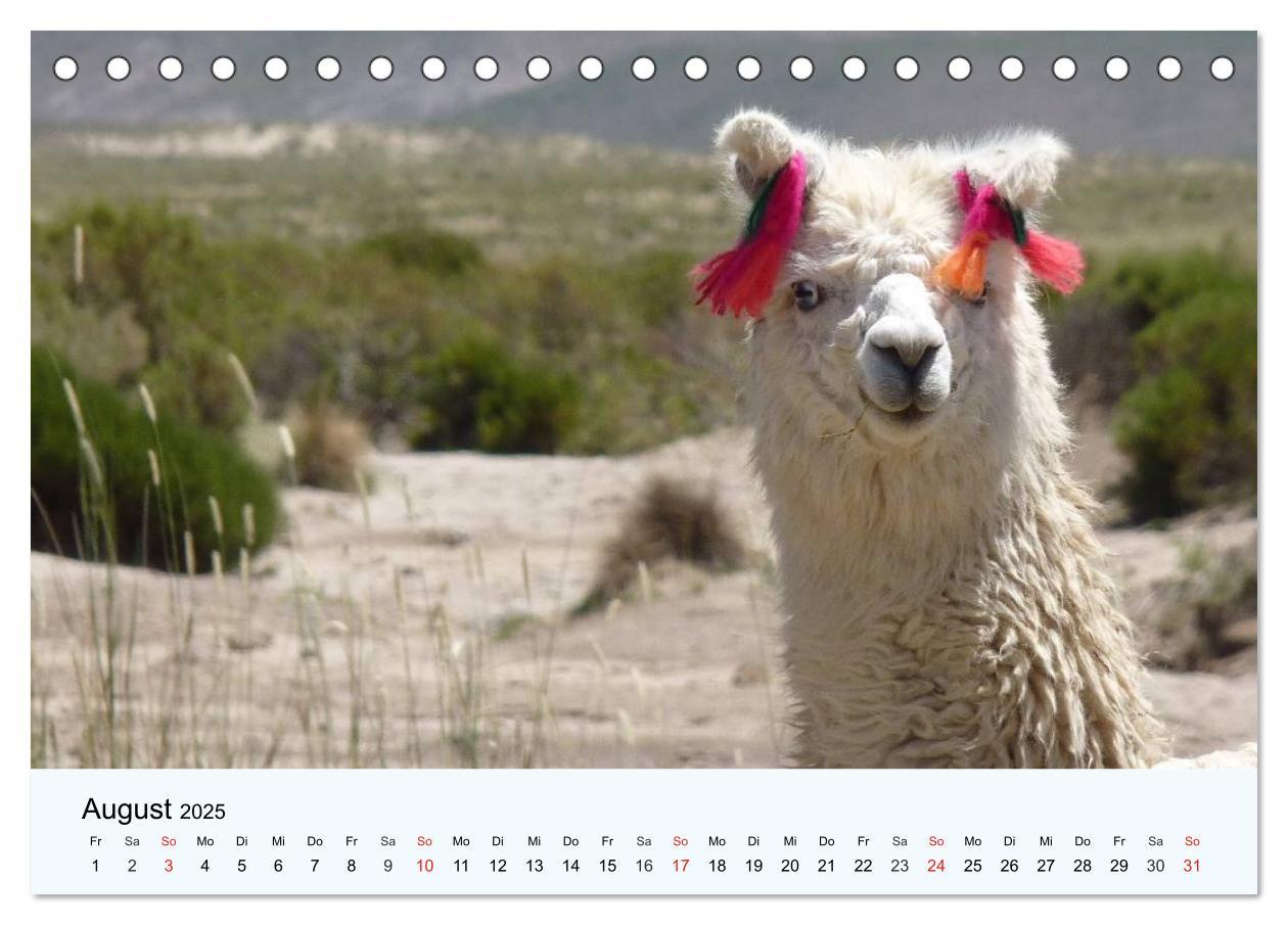 Bild: 9783435482511 | Die Kameliden. Hübsche Kamele, Lamas und Alpakas (Tischkalender...