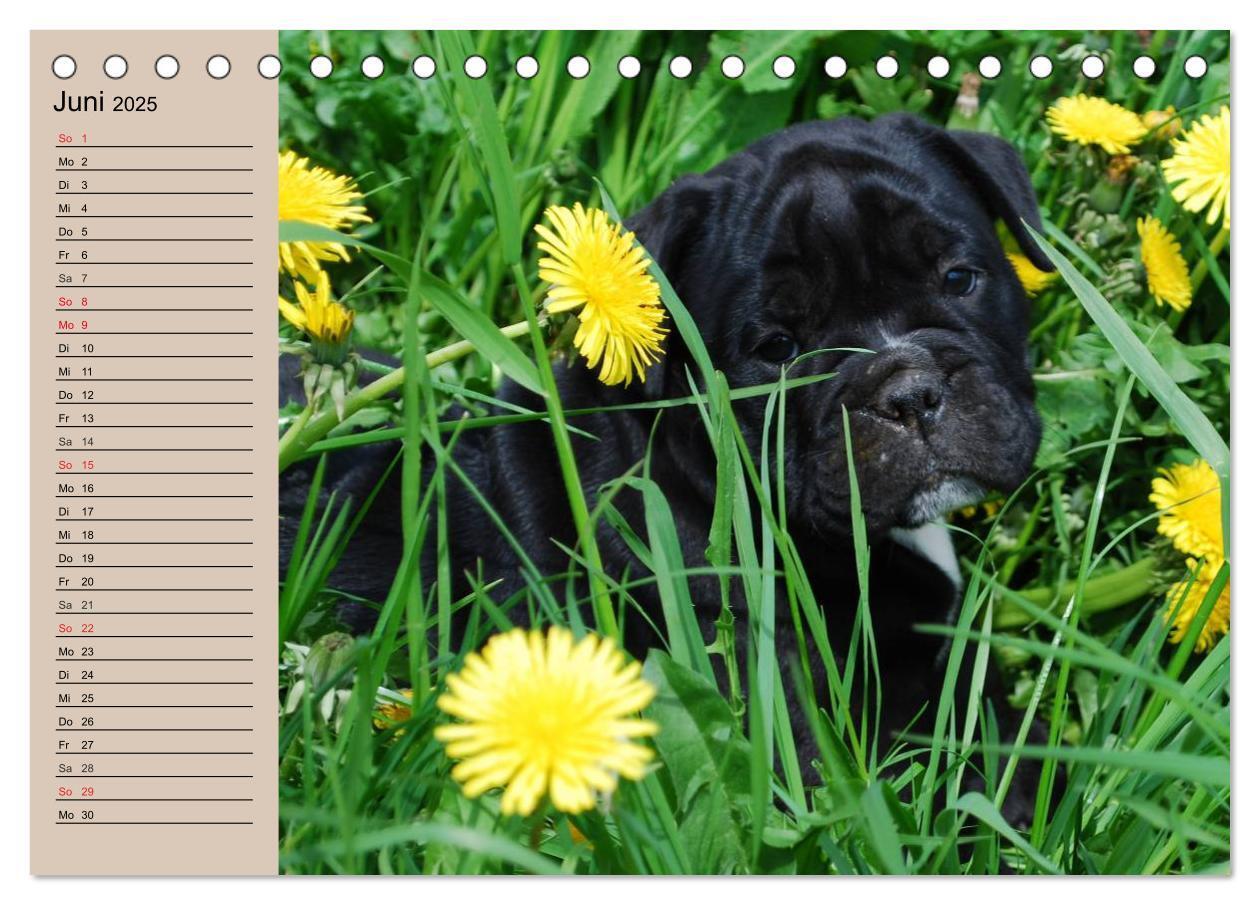 Bild: 9783435533602 | Bulldoggen-Kinder (Tischkalender 2025 DIN A5 quer), CALVENDO...