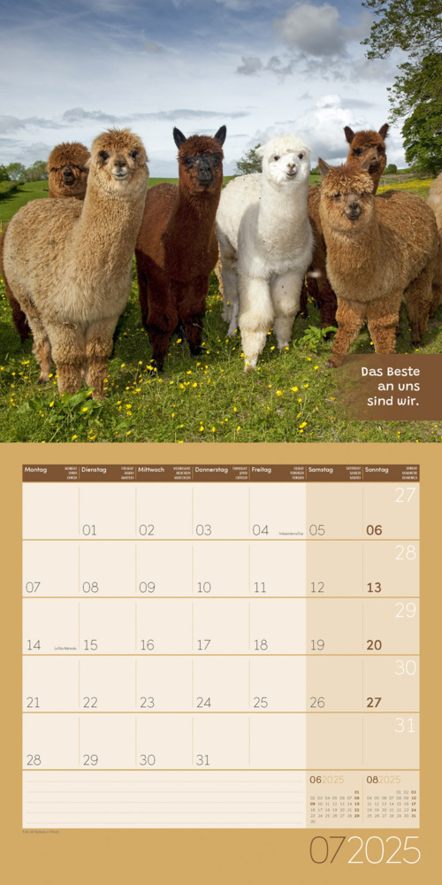 Bild: 9783838445274 | No Drama, Lama! Kalender 2025 - 30x30 | Ackermann Kunstverlag | 28 S.