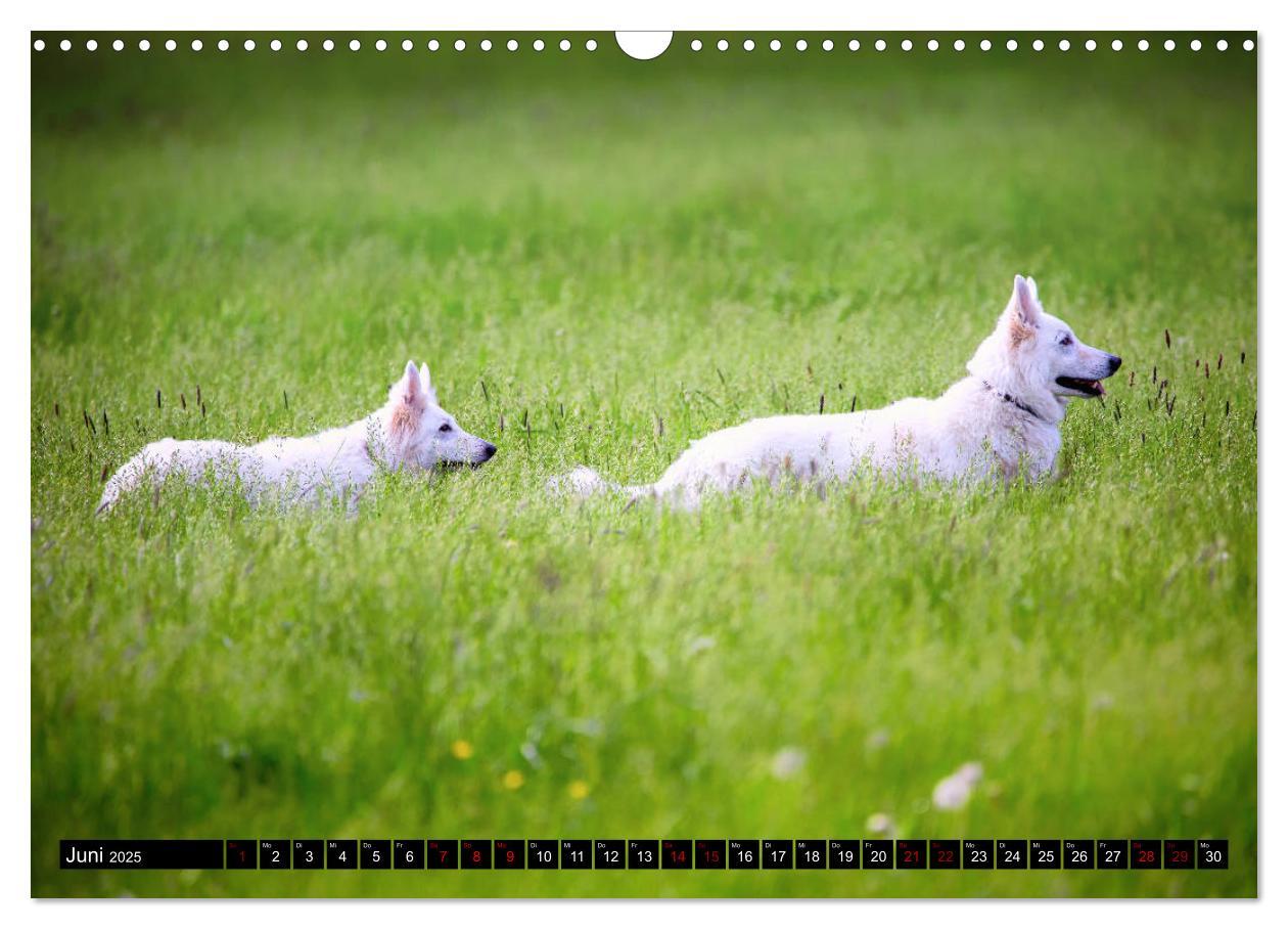 Bild: 9783435415427 | Weiße Schäferhunde in schönen Landschaften (Wandkalender 2025 DIN...