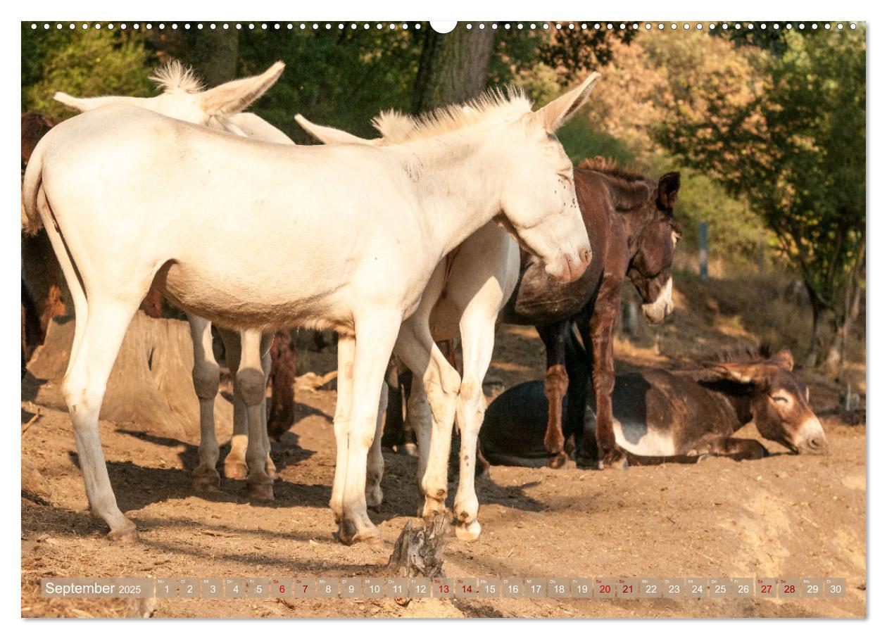 Bild: 9783435023363 | Esel Lebensfreude - Spaß mit Langohren (Wandkalender 2025 DIN A2...