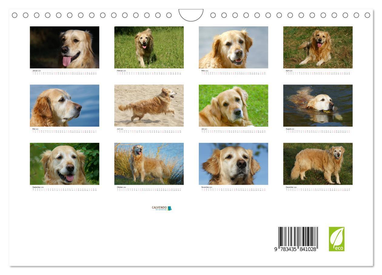 Bild: 9783435841028 | Golden Retriever Power (Wandkalender 2025 DIN A4 quer), CALVENDO...