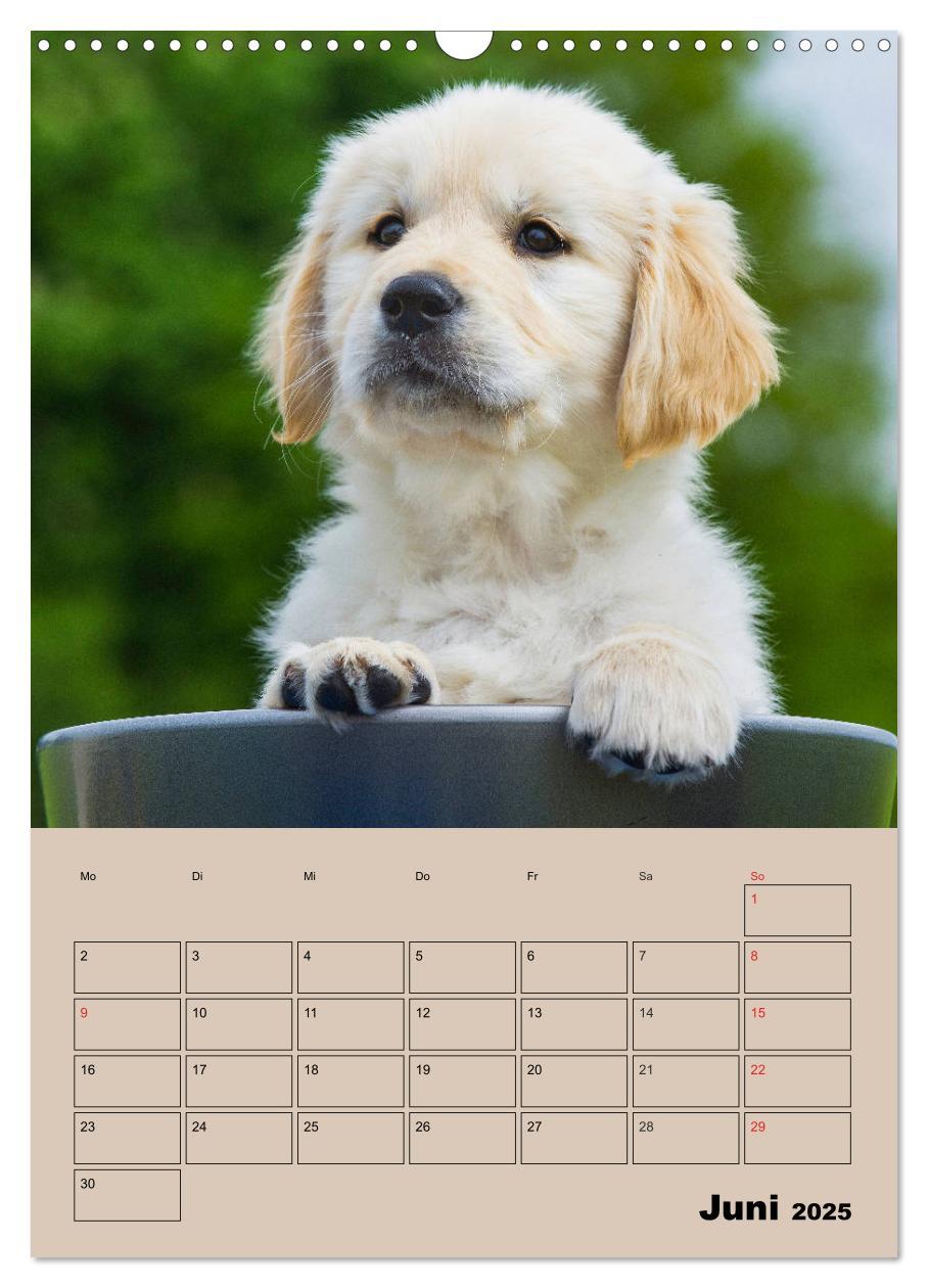 Bild: 9783435959266 | Jahresplaner Golden Retriever Welpen (Wandkalender 2025 DIN A3...