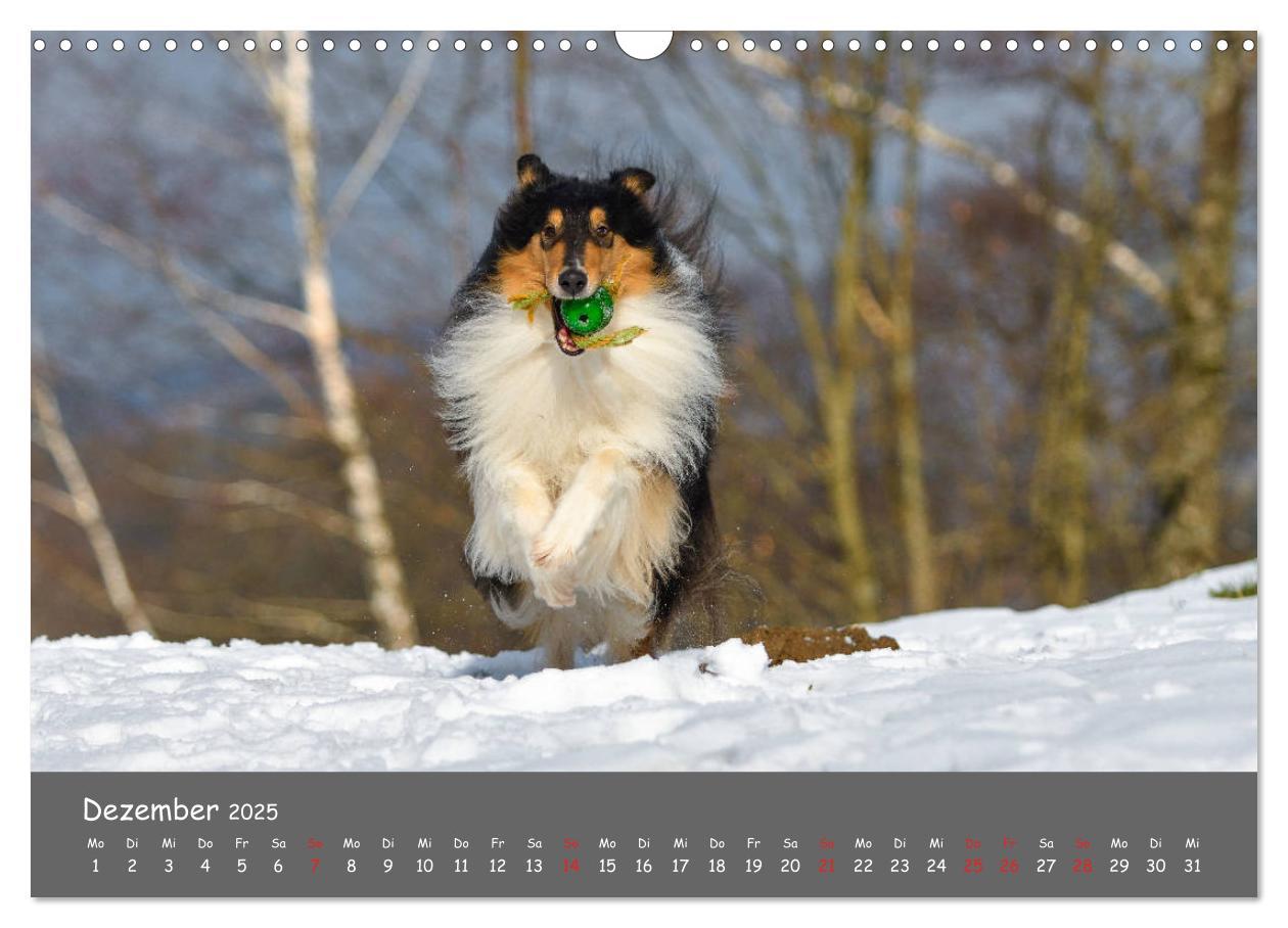 Bild: 9783435314089 | Einmal Collie - immer Collie (Wandkalender 2025 DIN A3 quer),...