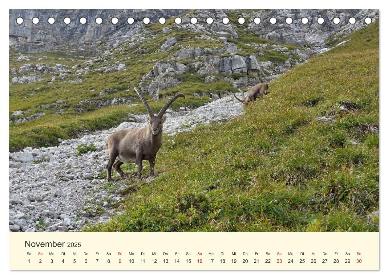 Bild: 9783435191116 | Wanderglück im Allgäu (Tischkalender 2025 DIN A5 quer), CALVENDO...