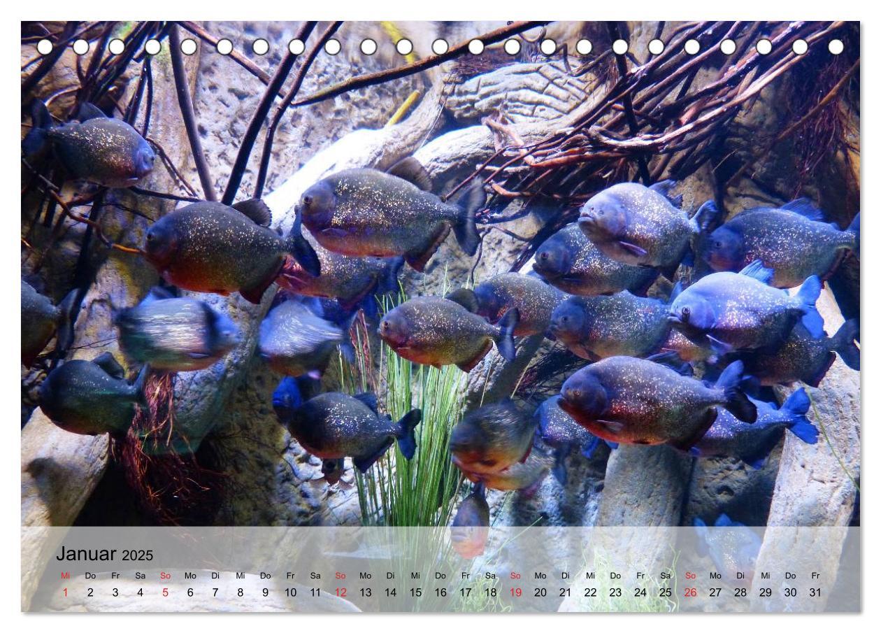 Bild: 9783435589456 | Knallbunte Wasserwelt. Die Welt der Fische (Tischkalender 2025 DIN...