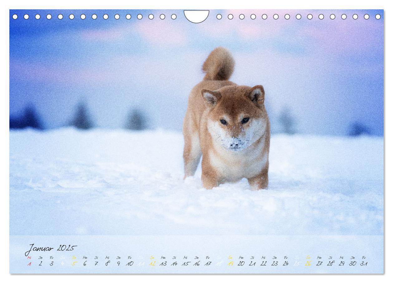 Bild: 9783435051779 | Shiba Inu - mutig, treu, selbstbewusst (Wandkalender 2025 DIN A4...