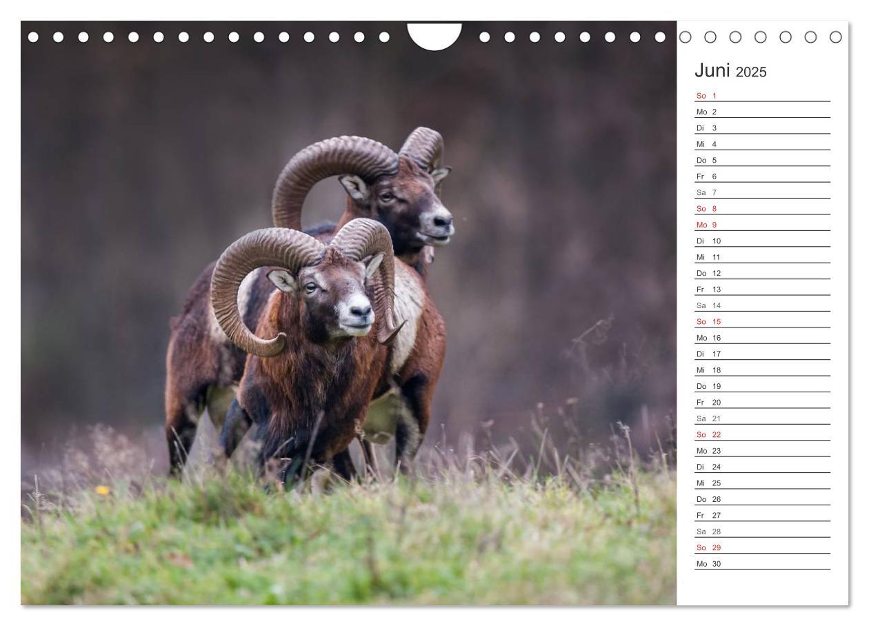 Bild: 9783435544493 | Emotionale Momente: Muffelwild. (Wandkalender 2025 DIN A4 quer),...