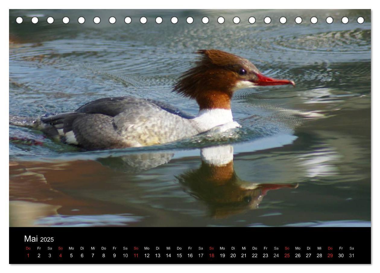 Bild: 9783435833610 | Das Leben der Enten (Tischkalender 2025 DIN A5 quer), CALVENDO...