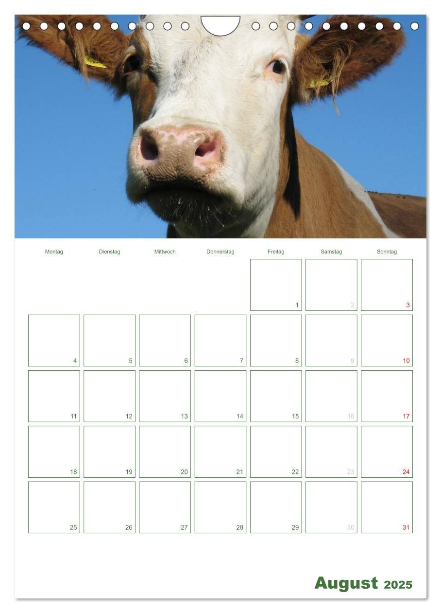 Bild: 9783457056271 | Kuhle Kühe 2025 (Wandkalender 2025 DIN A4 hoch), CALVENDO...