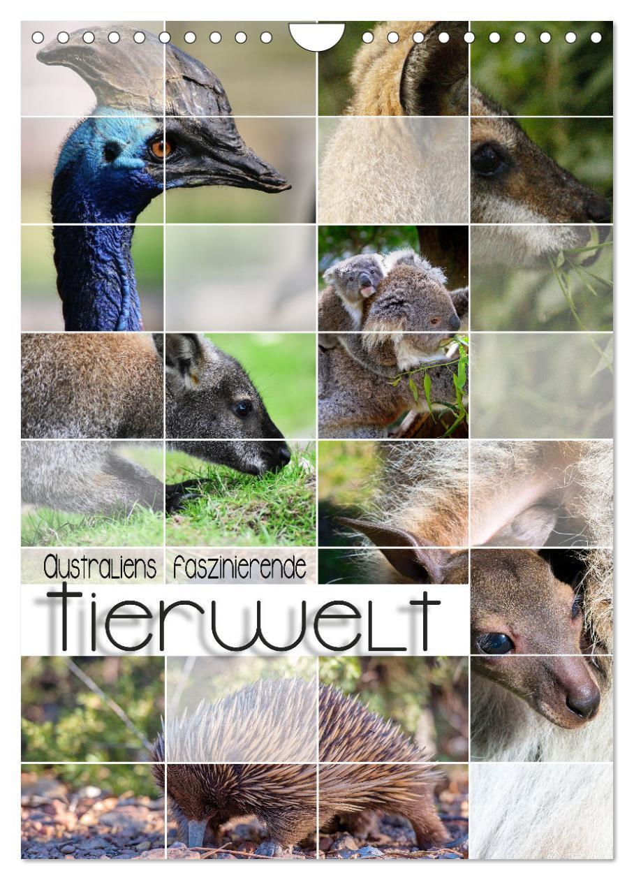 Cover: 9783435932603 | Australiens faszinierende Tierwelt (Wandkalender 2025 DIN A4 hoch),...