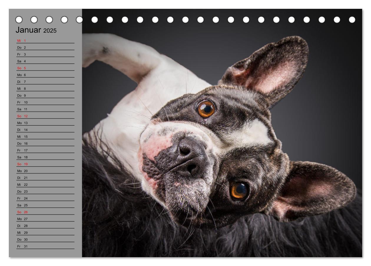 Bild: 9783435025626 | Bullymania - Französische Bulldoggen (Tischkalender 2025 DIN A5...