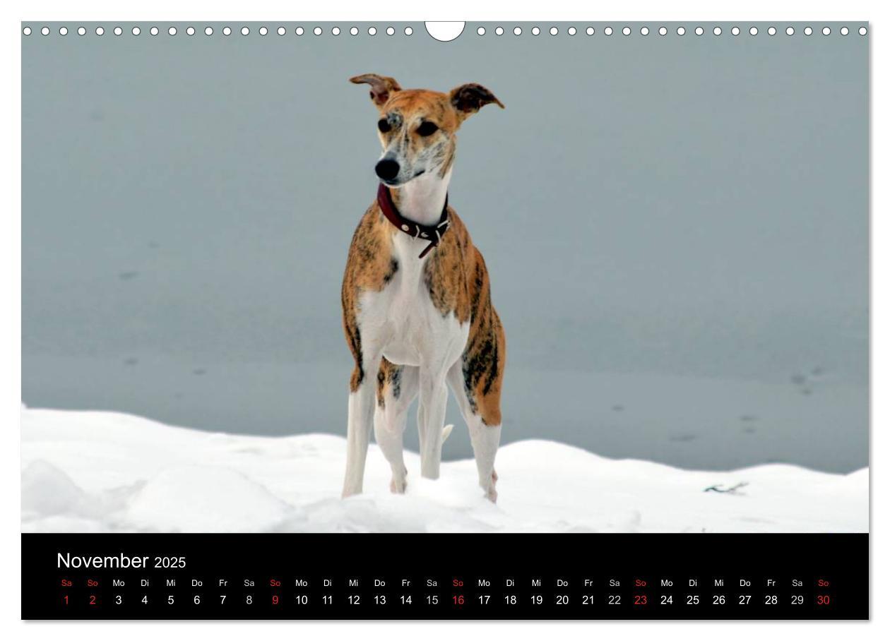 Bild: 9783435650798 | Whippet 2025 (Wandkalender 2025 DIN A3 quer), CALVENDO Monatskalender