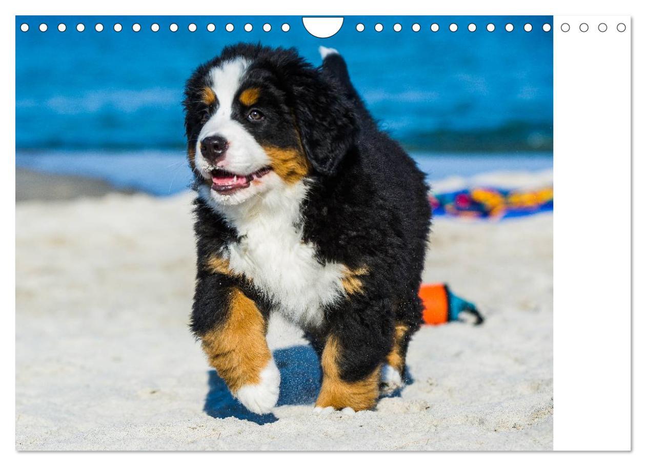 Bild: 9783435478736 | Seebärchen entdecken die Welt - Berner Sennenhunde (Wandkalender...