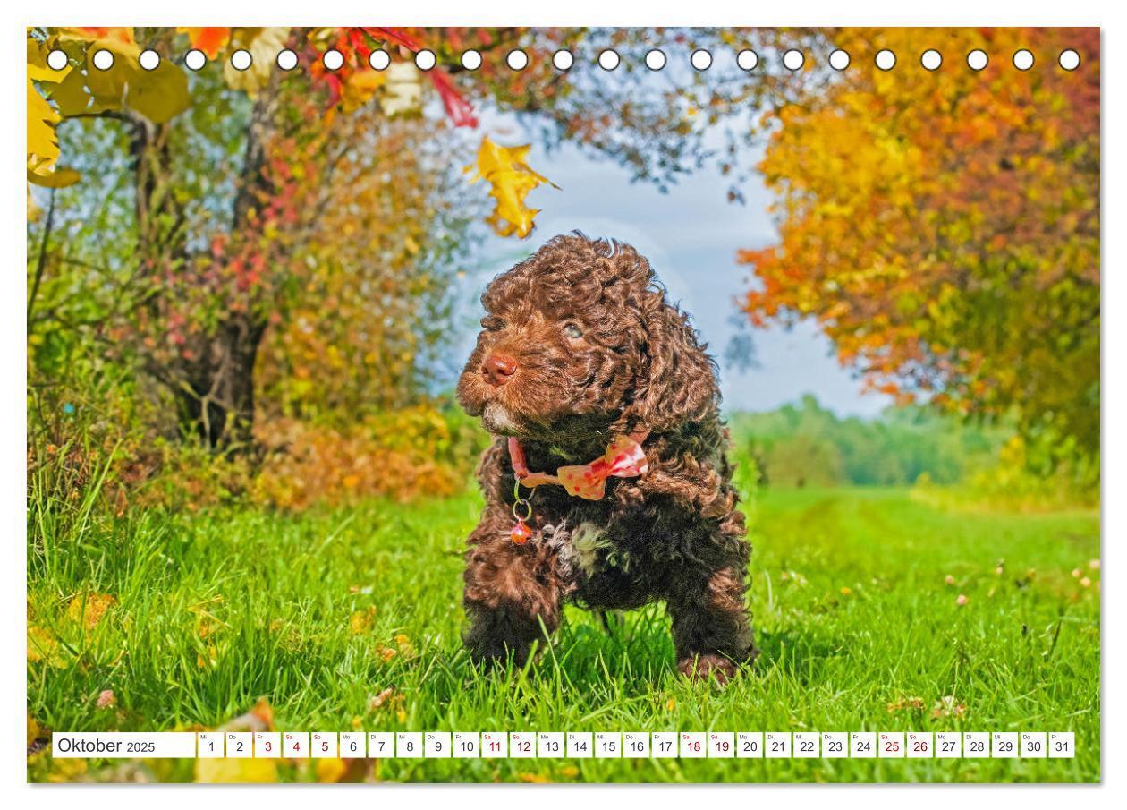 Bild: 9783457200322 | Lagotto Romagnolo Welpen - Sieben kleine Weltentdecker auf großer...