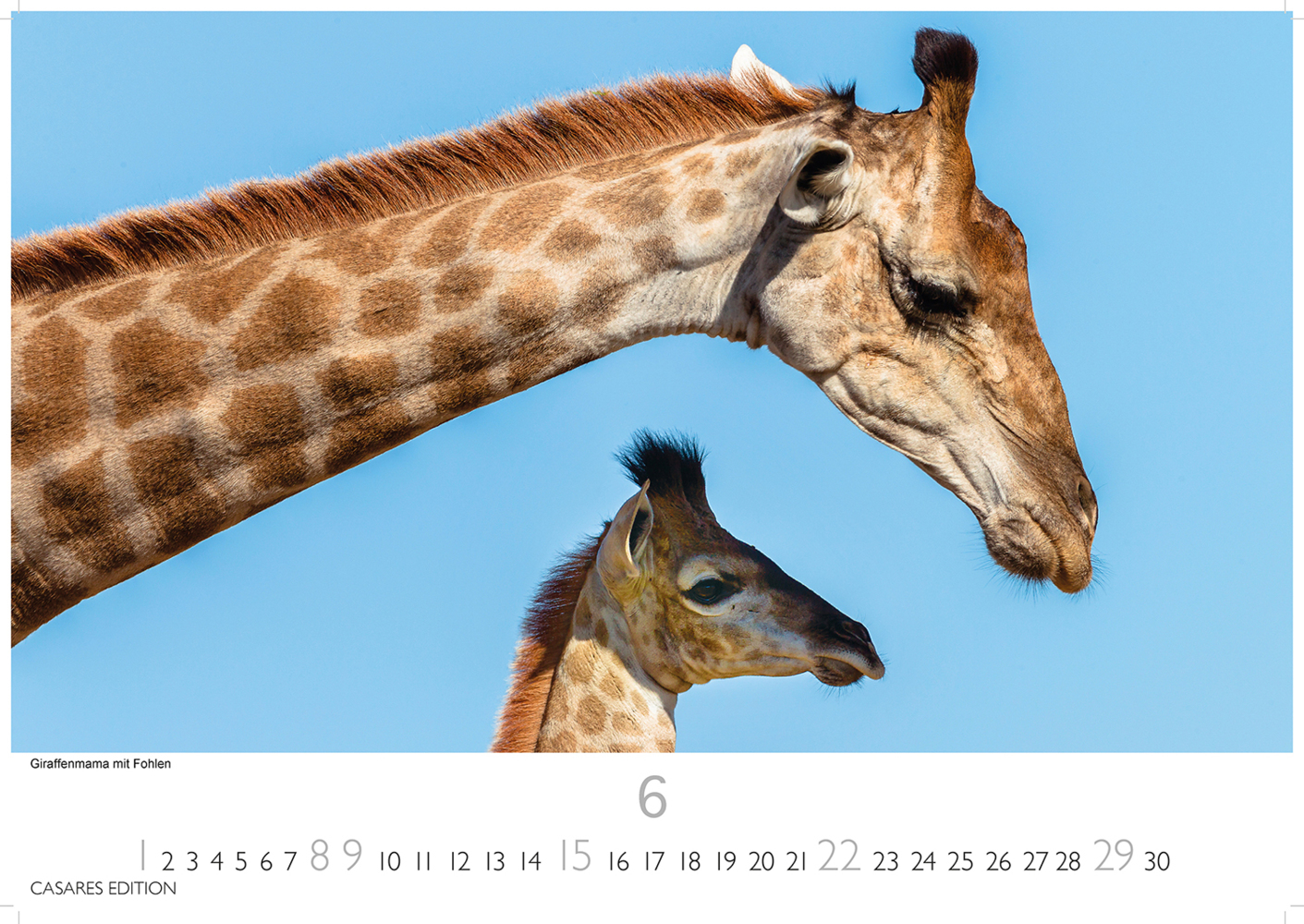 Bild: 9781835240502 | African Wildlife 2025 L 35x50cm | Kalender | 14 S. | Deutsch | 2025