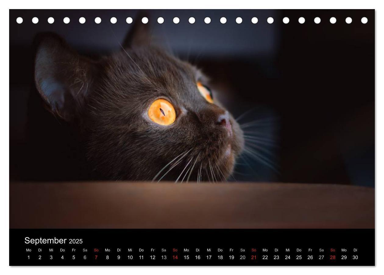 Bild: 9783435478453 | Schokoladige Britisch Kurzhaar Katzen (Tischkalender 2025 DIN A5...