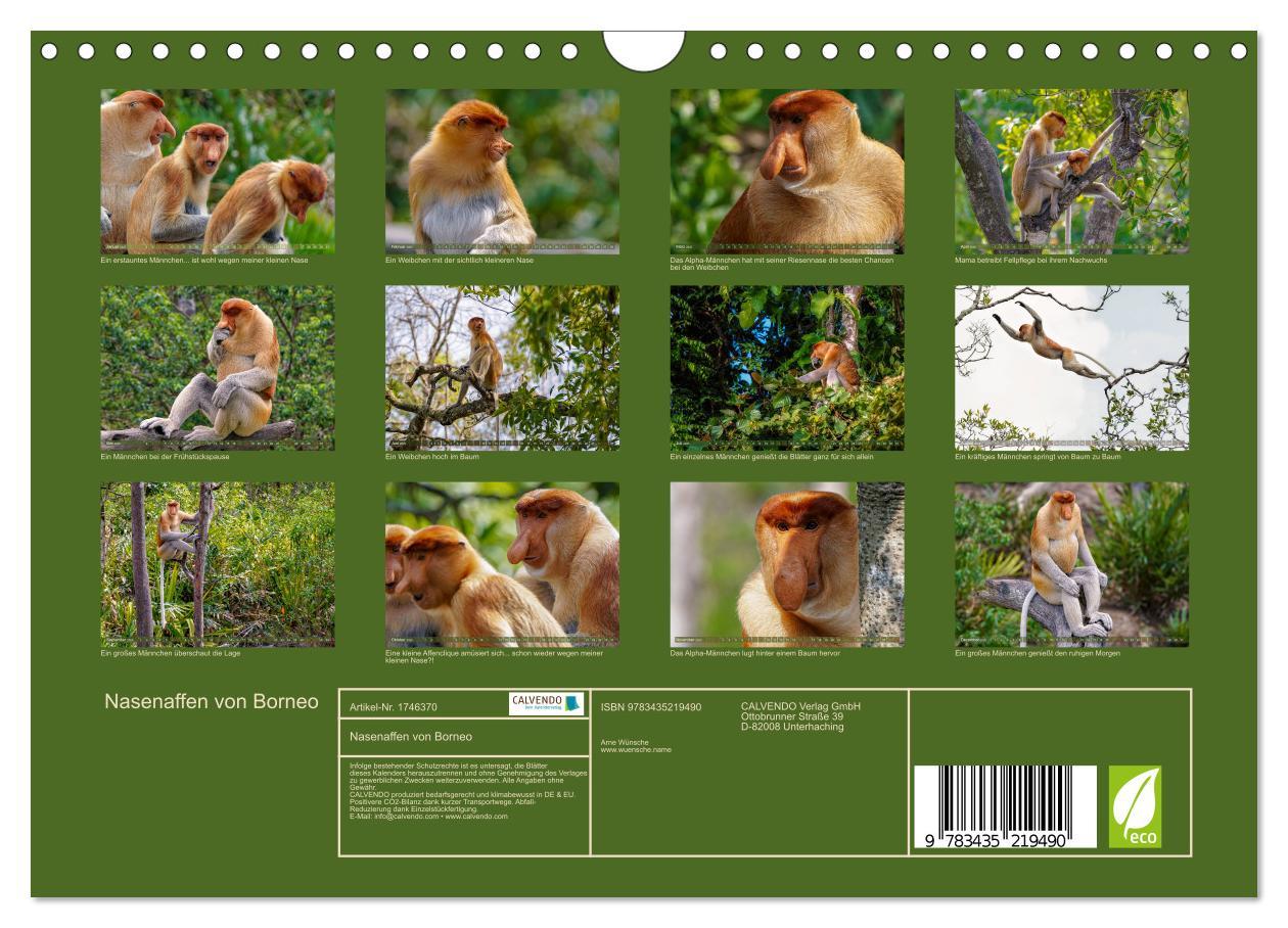 Bild: 9783435219490 | Nasenaffen von Borneo (Wandkalender 2025 DIN A4 quer), CALVENDO...