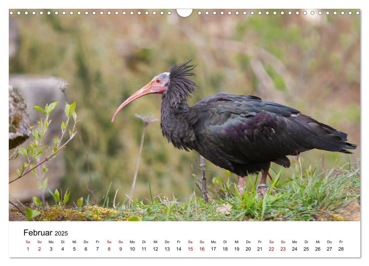 Bild: 9783435136421 | Der Waldrapp - Ein skurriler Vogel (Wandkalender 2025 DIN A3 quer),...