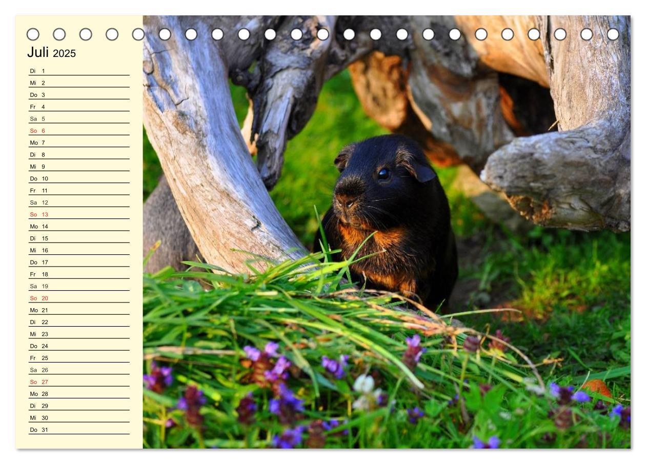 Bild: 9783435508457 | Meerschweinchen. Geliebte Nager (Tischkalender 2025 DIN A5 quer),...