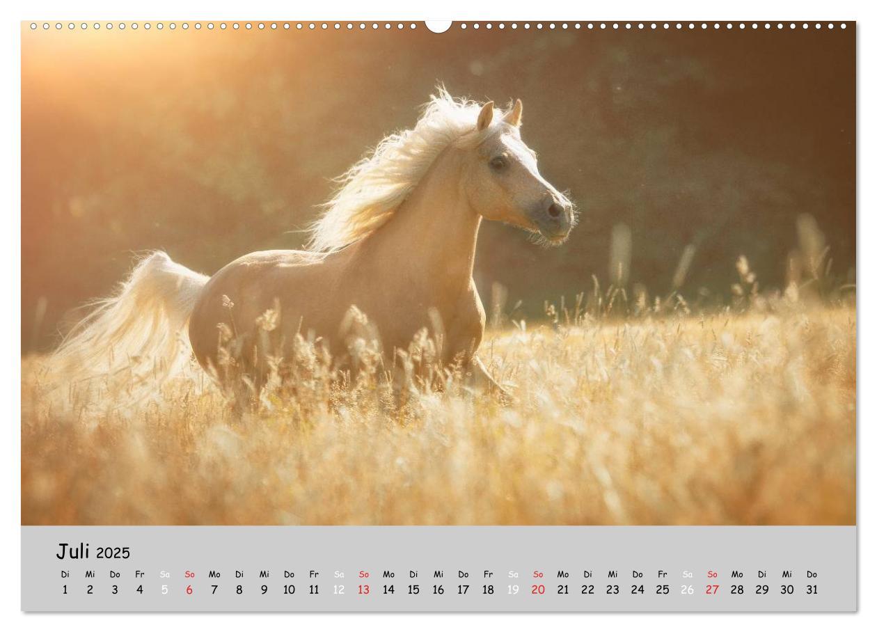 Bild: 9783435563074 | Pferde - Anmut und Stärke gepaart mit Magie (Wandkalender 2025 DIN...