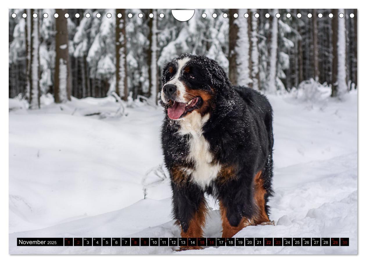 Bild: 9783457182475 | Berner Sennenhunde - Faszinierende Herzensbrecher (Wandkalender...