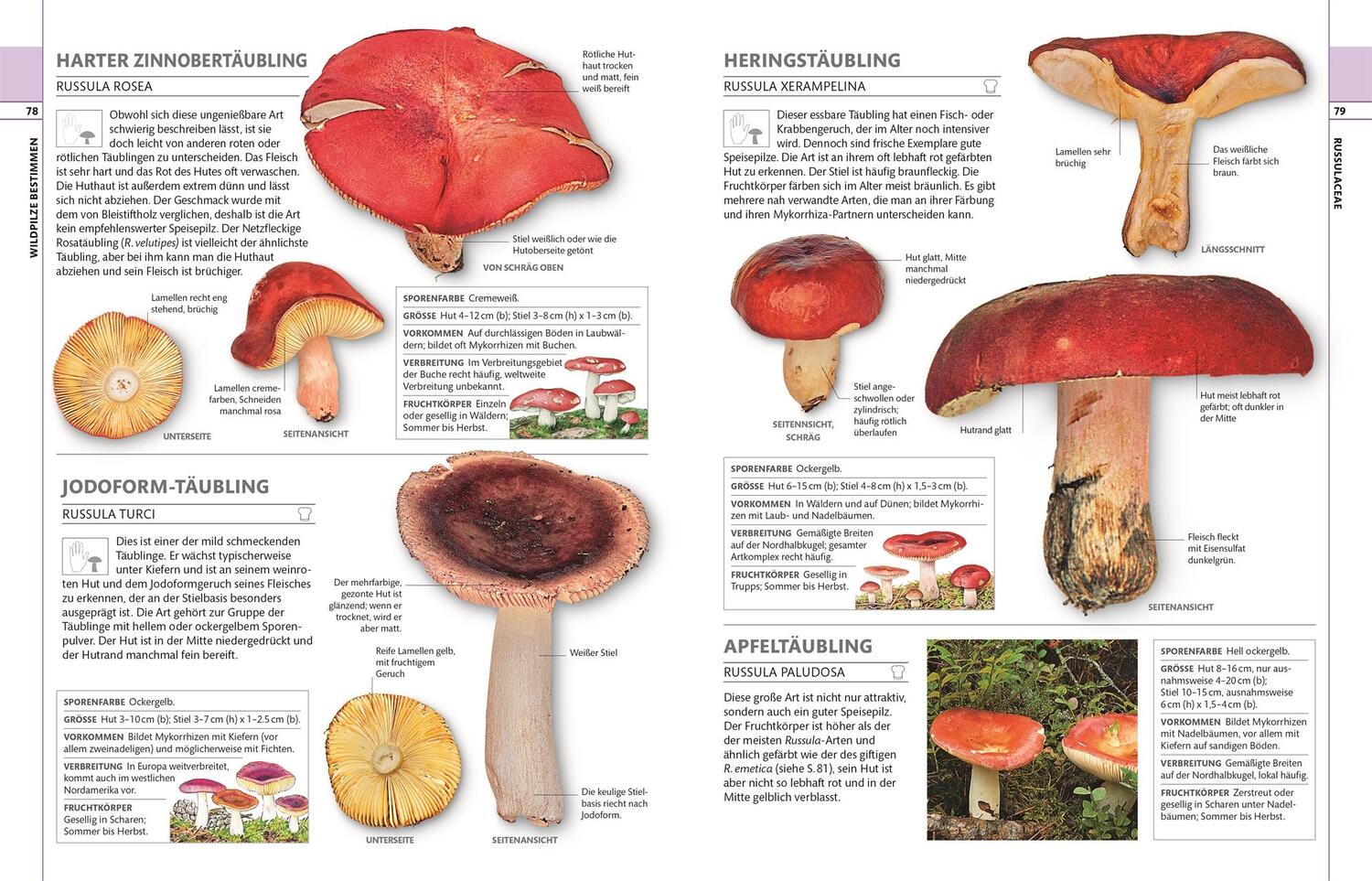 Bild: 9783831036134 | Pilze | Das große Bestimmungsbuch | Thomas Læssøe | Buch | 360 S.