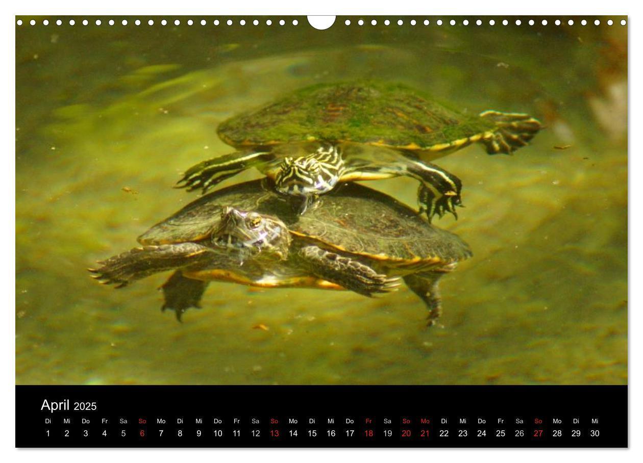 Bild: 9783435763719 | Das Leben der Schildkröten (Wandkalender 2025 DIN A3 quer),...