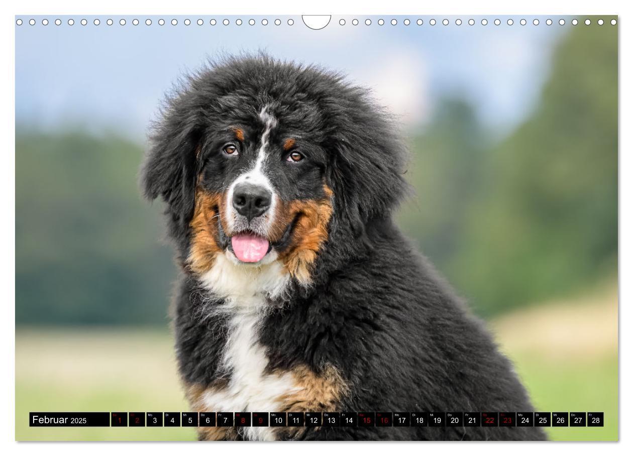 Bild: 9783457182543 | Berner Sennenhunde - Faszinierende Herzensbrecher (Wandkalender...