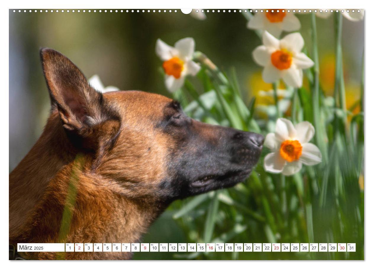 Bild: 9783435144808 | Malinois - belgischer Schäferhund (Wandkalender 2025 DIN A2 quer),...