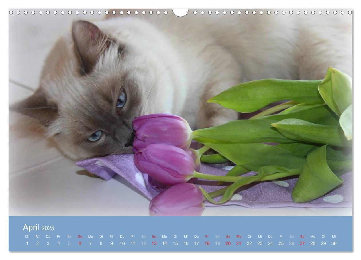 Bild: 9783435745548 | Engel auf 4 Pfoten - Ragdolls 2025 (Wandkalender 2025 DIN A3 quer),...