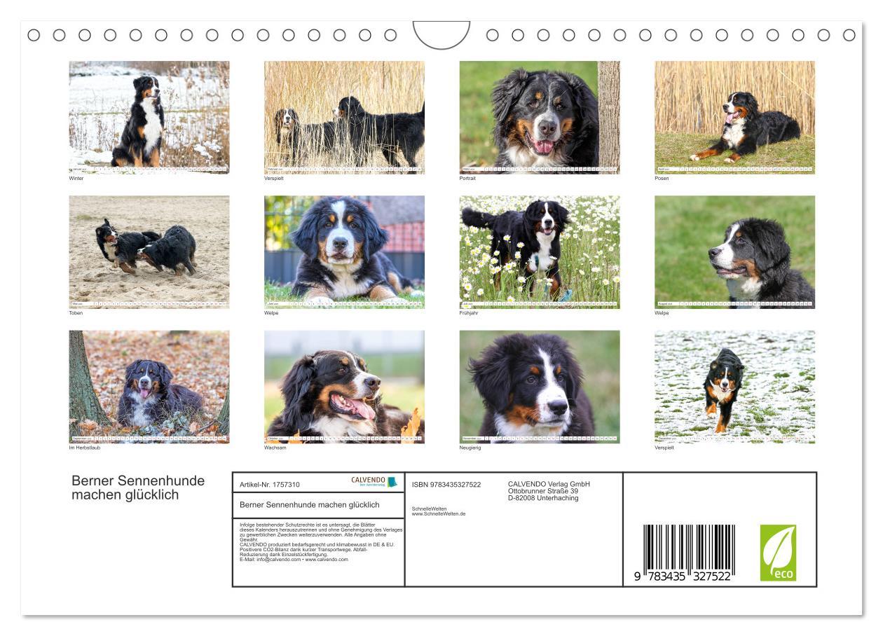 Bild: 9783435327522 | Berner Sennenhunde machen glücklich (Wandkalender 2025 DIN A4...