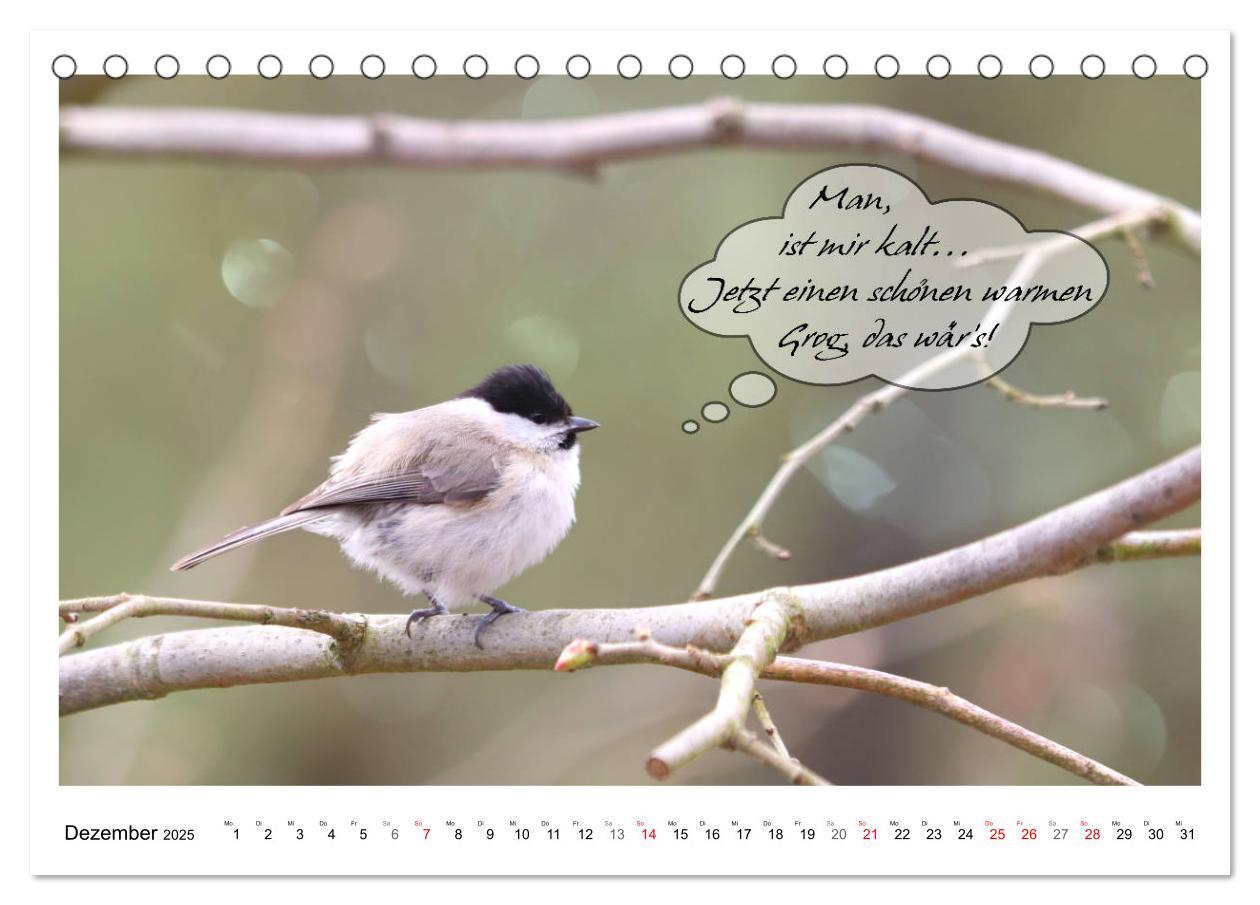 Bild: 9783435113446 | Vögel mit Humor (Tischkalender 2025 DIN A5 quer), CALVENDO...