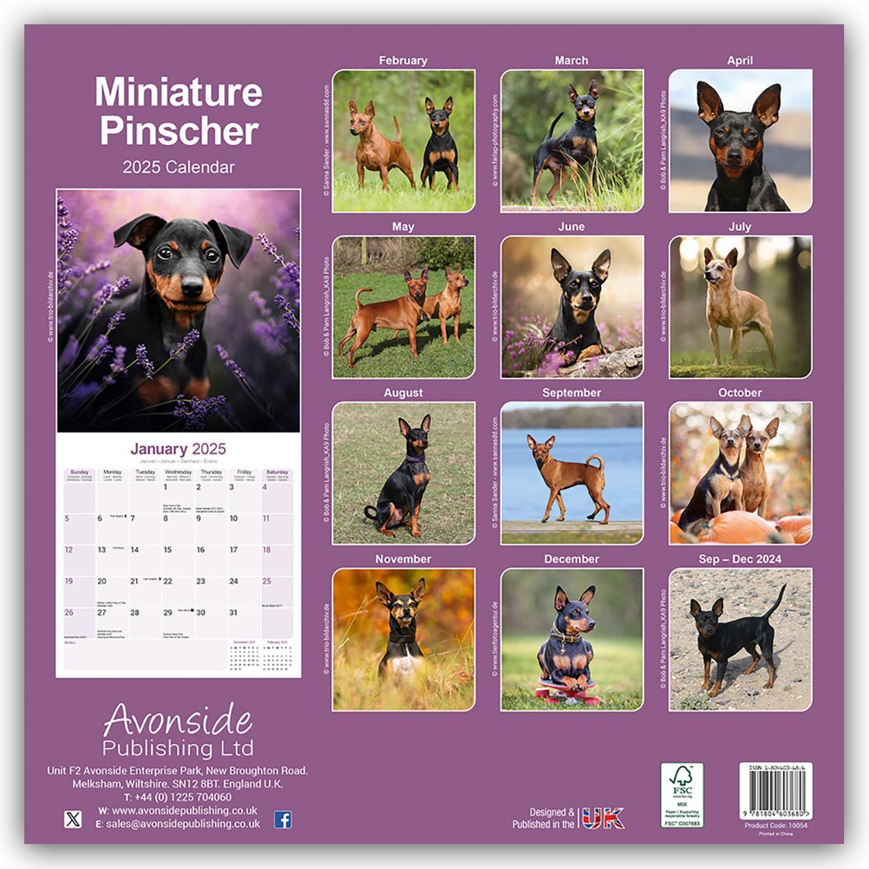 Rückseite: 9781804603680 | Miniature Pinscher - Zwergpinscher 2025 - 16-Monatskalender | Ltd