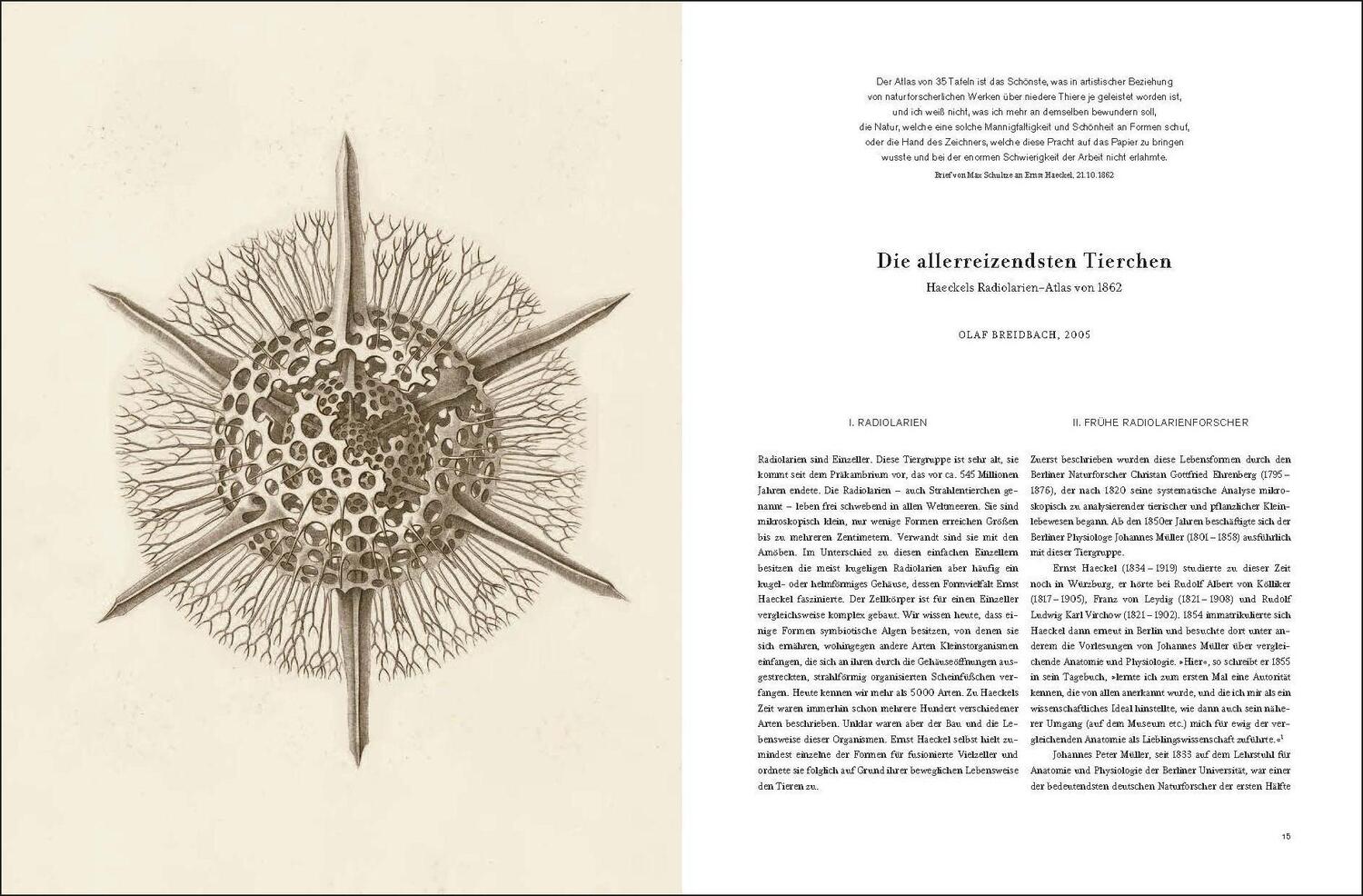 Bild: 9783791346601 | Ernst Haeckel | Kunstformen der Natur - Kunstformen aus dem Meer