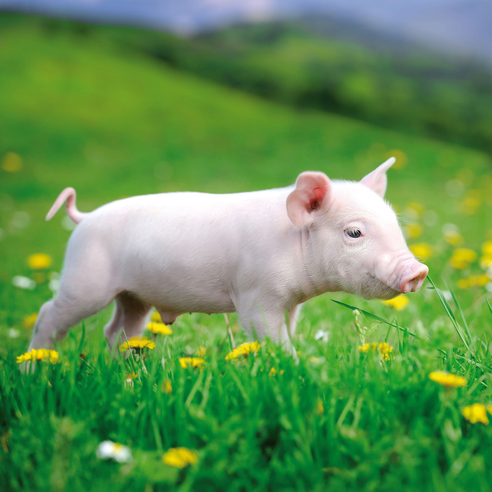 Bild: 9783959293358 | Piggies/Schweinchen 2024 | Kalender 2024 | Kalender | Drahtheftung