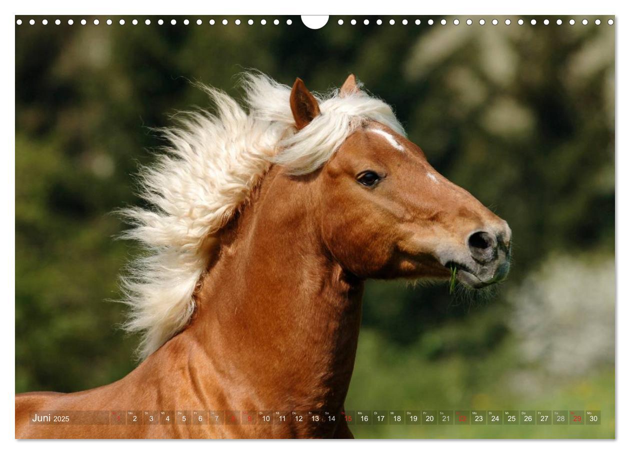 Bild: 9783435753185 | Haflinger Schönheiten (Wandkalender 2025 DIN A3 quer), CALVENDO...