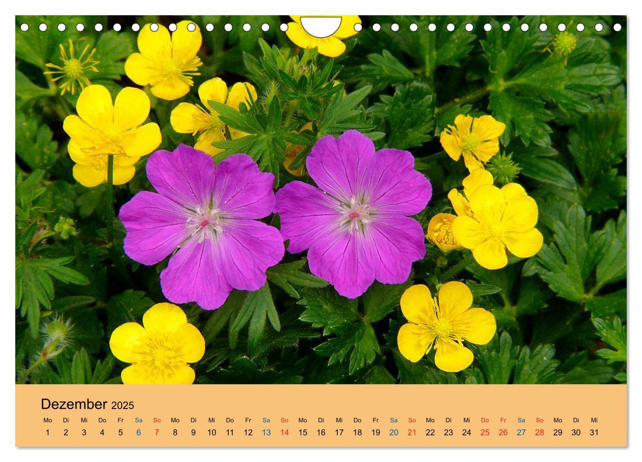 Bild: 9783435775132 | Wildblumen 2025 (Wandkalender 2025 DIN A4 quer), CALVENDO...