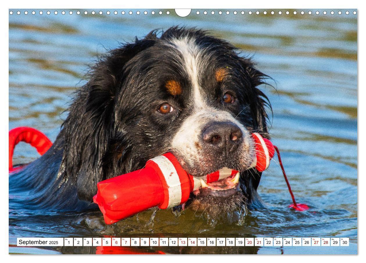 Bild: 9783383924972 | Berner Sennenhund - Eine Liebe für´s Leben (Wandkalender 2025 DIN...