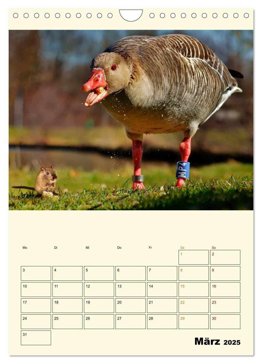 Bild: 9783435904563 | Lustig verrückt - der Tierkalender (Wandkalender 2025 DIN A4 hoch),...