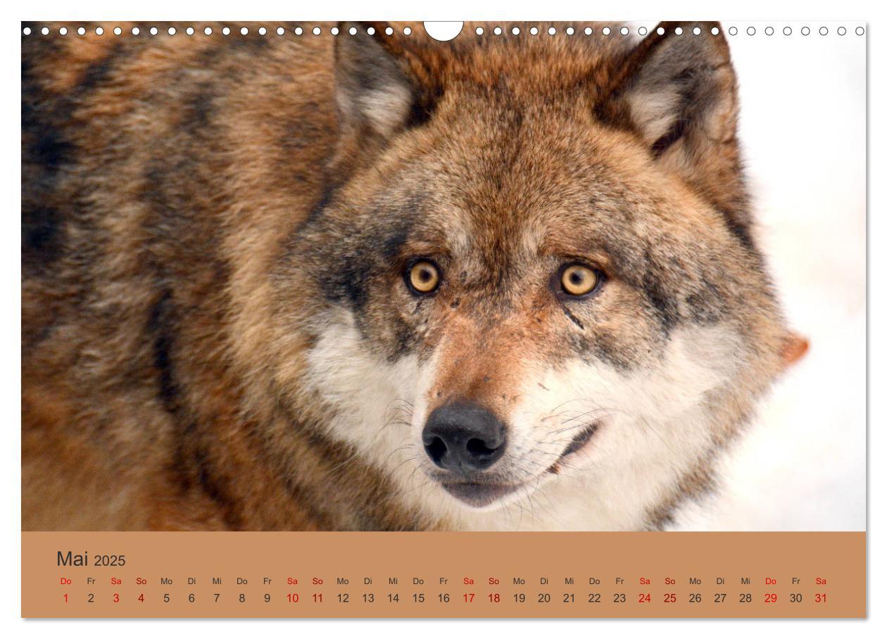 Bild: 9783435393398 | Begegnungen DER WOLF (Wandkalender 2025 DIN A3 quer), CALVENDO...