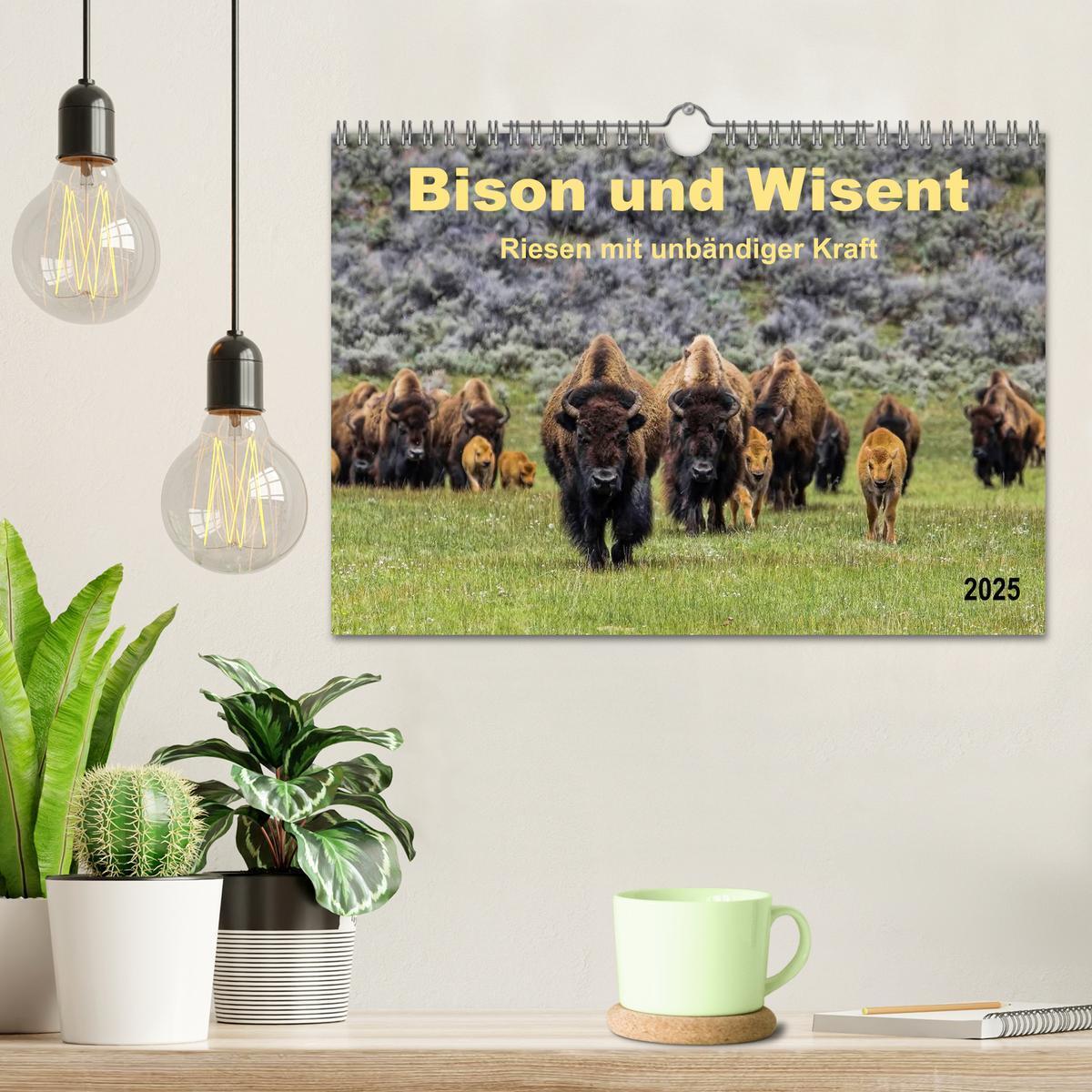 Bild: 9783435580552 | Bison und Wisent - Riesen mit unbändiger Kraft (Wandkalender 2025...