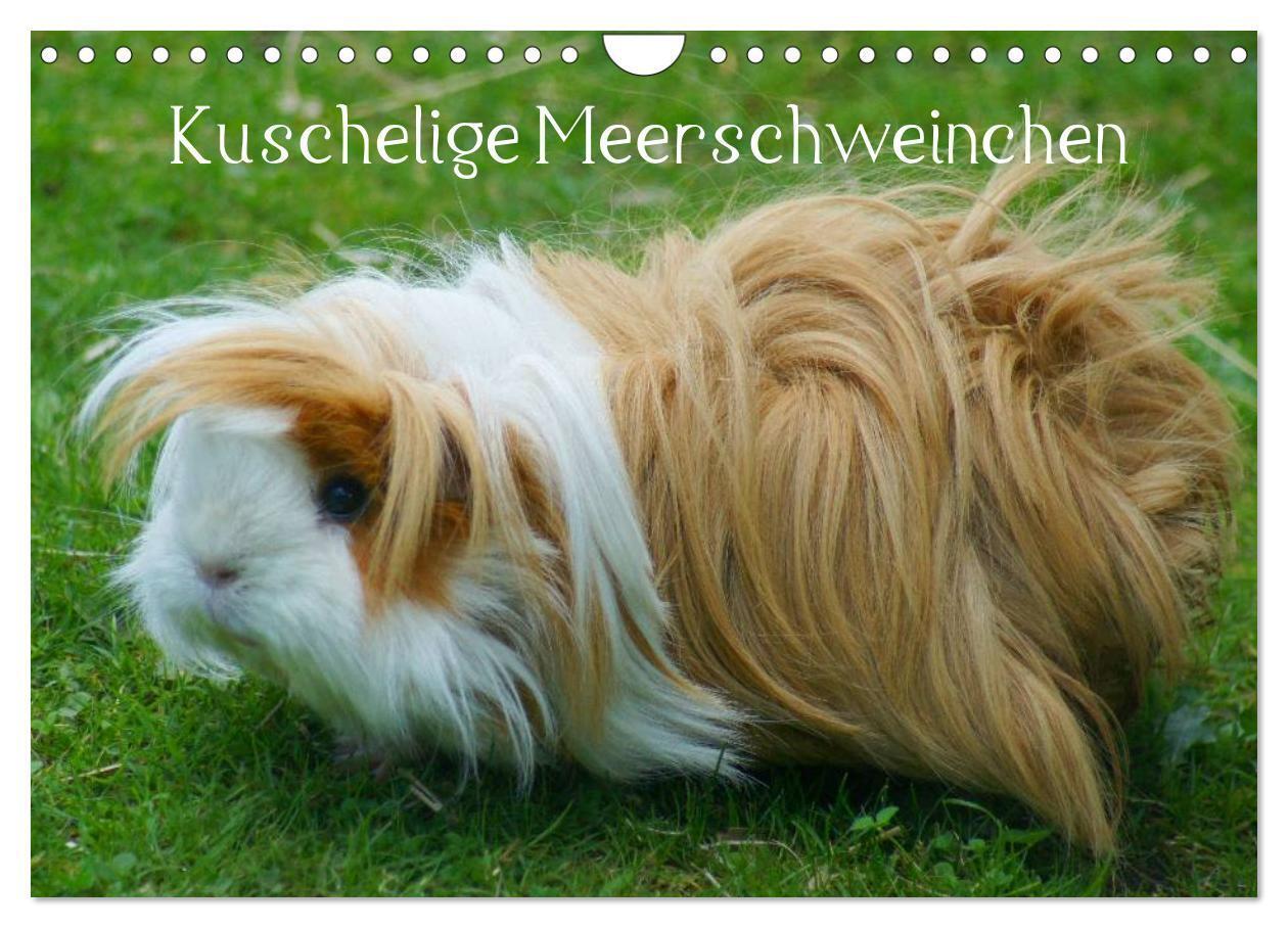 Cover: 9783435792467 | Kuschelige Meerschweinchen (Wandkalender 2025 DIN A4 quer),...