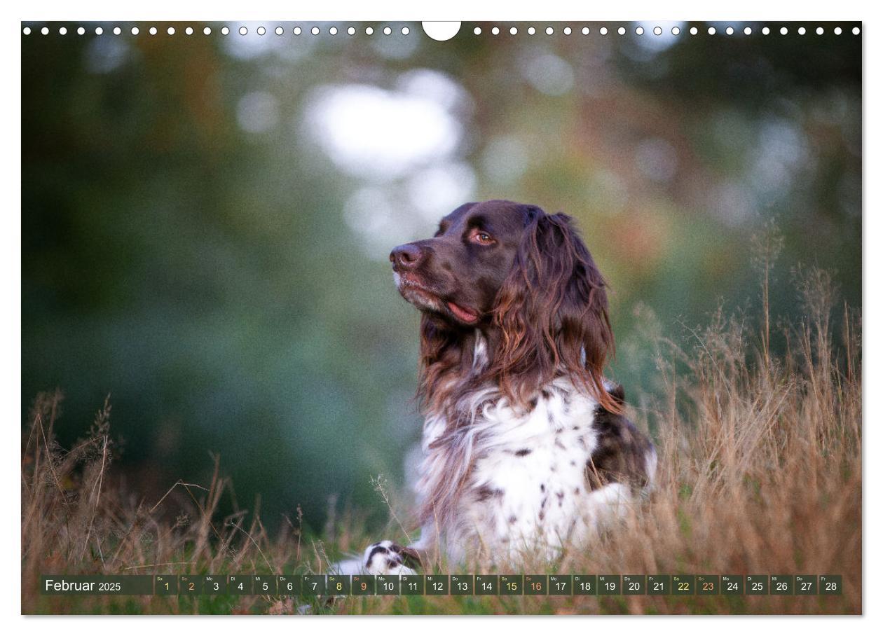 Bild: 9783383838477 | Jagdhund im Portrait - Deutsch Langhaar (Wandkalender 2025 DIN A3...