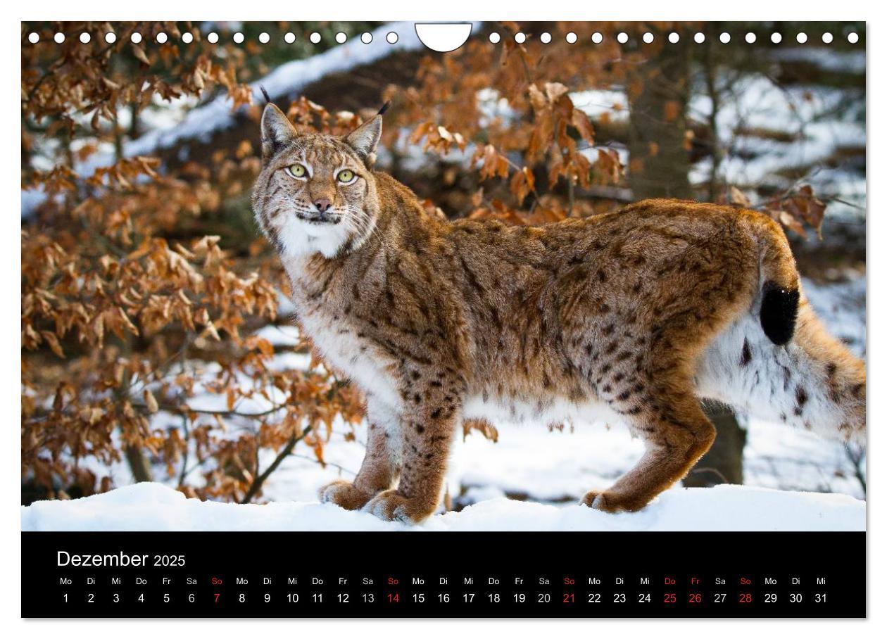 Bild: 9783435606146 | Luchse - Europas größte Katzen (Wandkalender 2025 DIN A4 quer),...