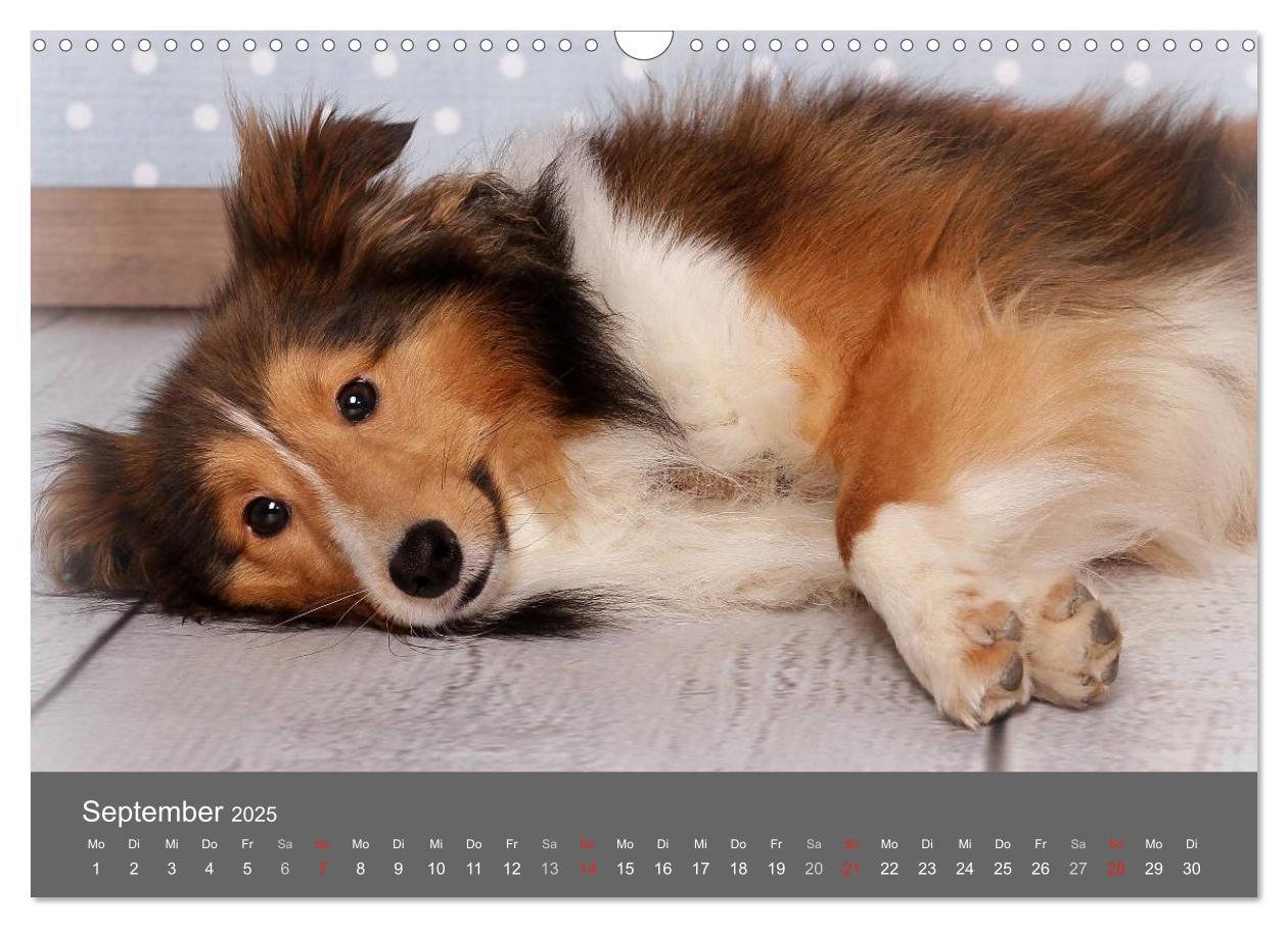 Bild: 9783435731756 | Shelties : Charmeure auf 4 Pfoten (Wandkalender 2025 DIN A3 quer),...