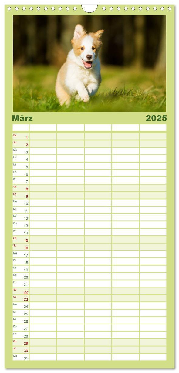 Bild: 9783457120590 | Familienplaner 2025 - Border Collies 2025 mit 5 Spalten...