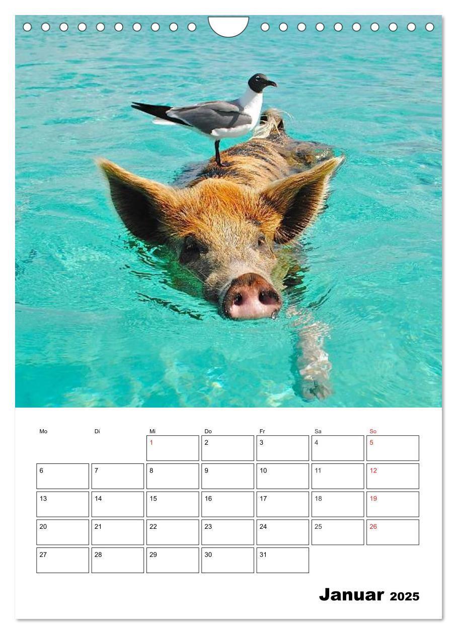 Bild: 9783457024799 | Schweine auf den Bahamas! (Wandkalender 2025 DIN A4 hoch), CALVENDO...